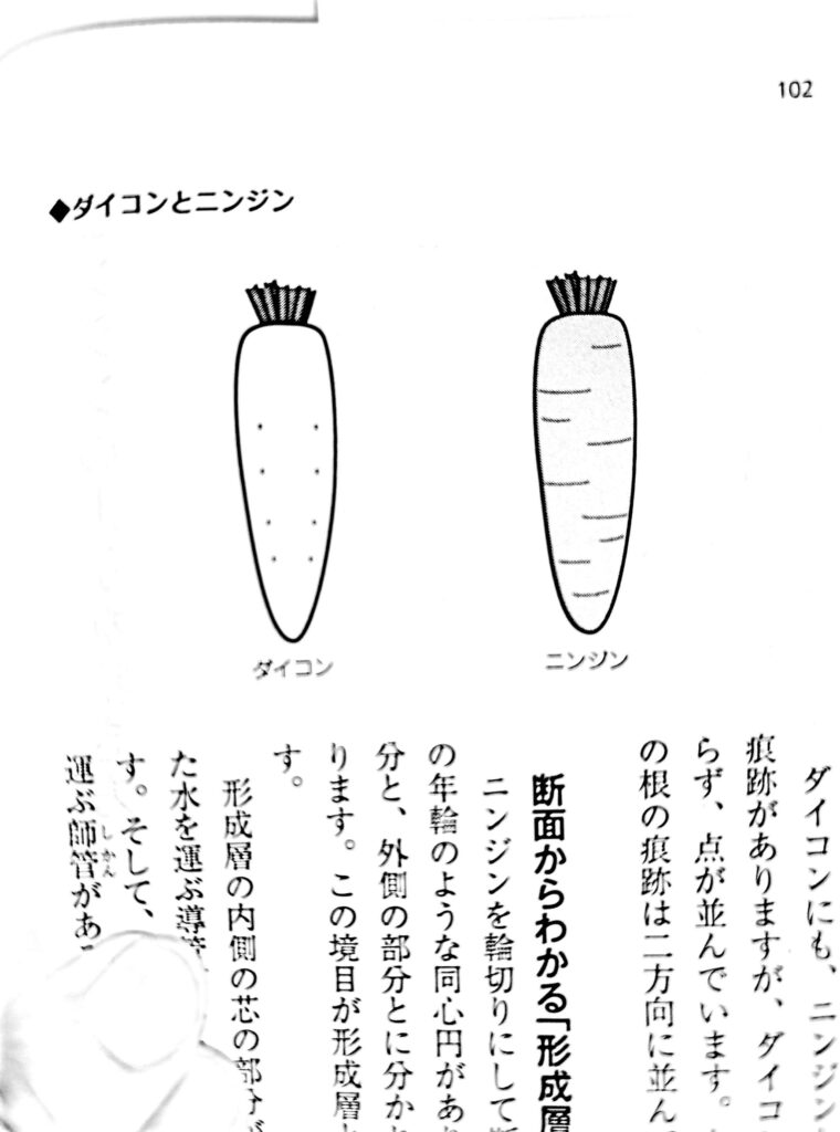 Aiki method - Daikon, Carrot