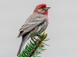 Finch at Boulder Japanese Acupuncture