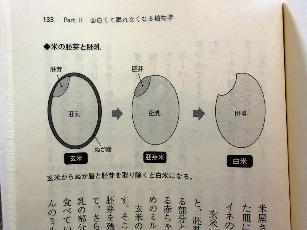 Inagaki Botany rice