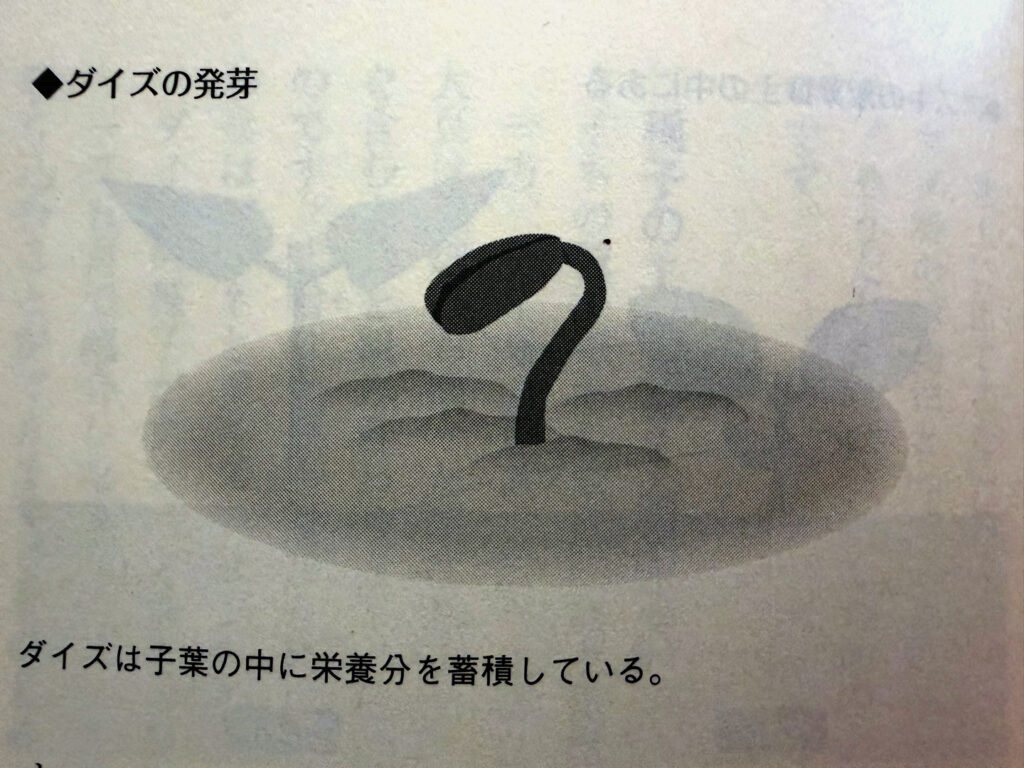 Inagaki Botany Legume
