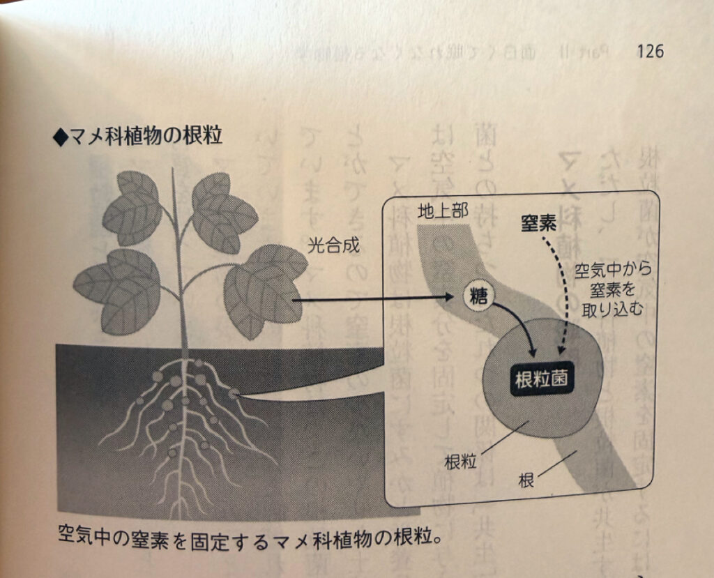 Inagaki Botany Legume